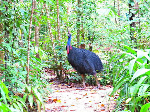 Daintree Safaris - Accommodation Search 0