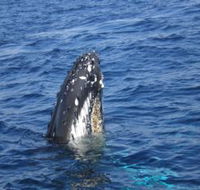Jervis Bay Whales - Accommodation Search