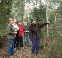 Great Western Tiers Forest Walks Tasmania - Accommodation Search