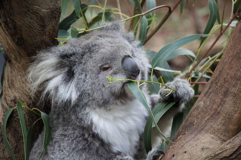 Oceania Tours And Safaris - Accommodation Search 2