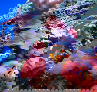 Tropical Marine Centre - Accommodation Search