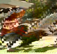 Very Best of Perth Tour - Wildlife Park  City Highlights Tour - Accommodation Search