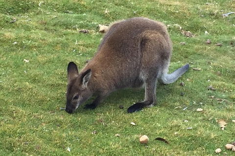 Cradle Mountain Day Tour From Launceston Including Lunch - Accommodation Search 3