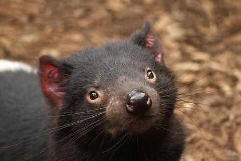 Day Tour In Mt. Field, Mt. Wellington, Bonorong Wildlife Sanctuary And Richmond - Accommodation Search 1