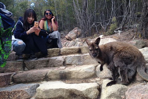 Wineglass Bay And Freycinet National Park Active Day Trip From Hobart - Accommodation Search 12