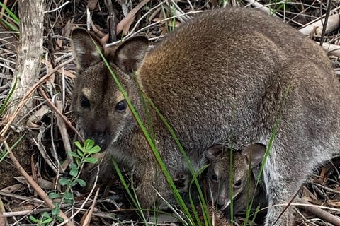 Wineglass Bay And Freycinet National Park Active Day Trip From Hobart - Accommodation Search 32