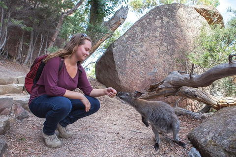 Wineglass Bay And Freycinet National Park Active Day Trip From Hobart - Accommodation Search 31