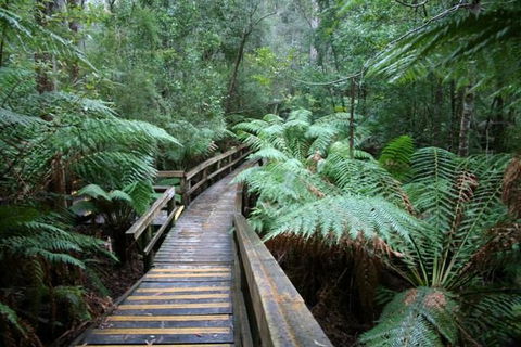 Small-group DayTour From Hobart: Hastings Caves, Huon Valley And Tahune AirWalk - Accommodation Search 0