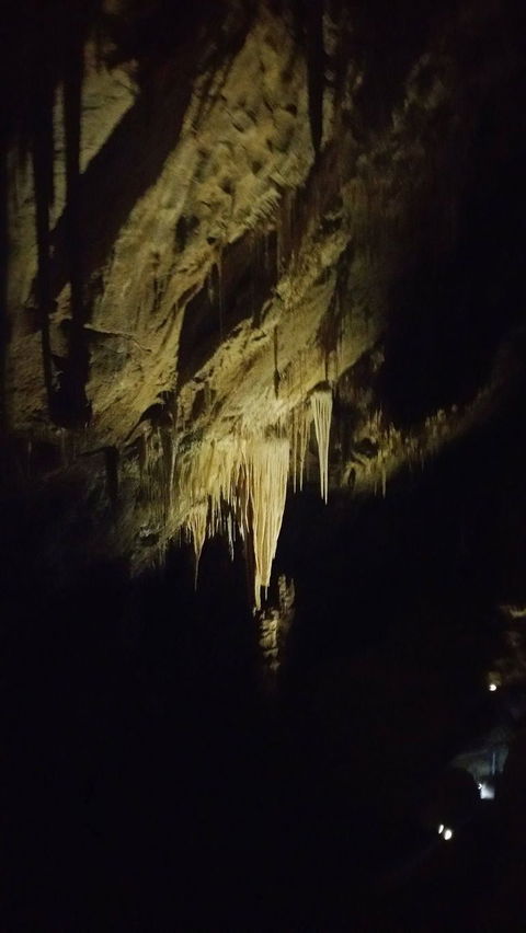 Small-group DayTour From Hobart: Hastings Caves, Huon Valley And Tahune AirWalk - Accommodation Search 7