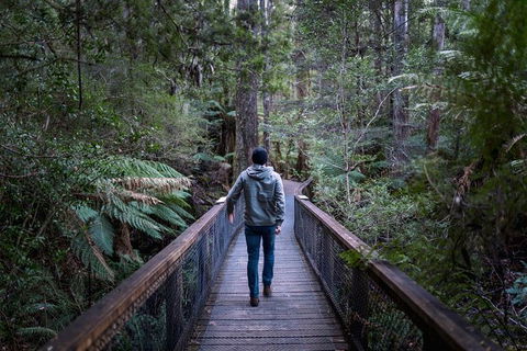 Small-group DayTour From Hobart: Hastings Caves, Huon Valley And Tahune AirWalk - Accommodation Search 11