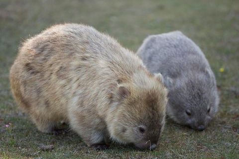 Maria Island Active Day Trip From Hobart - Accommodation Search 8