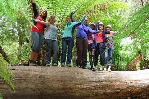 Mt Field National Park Active Day-Trip Including Bonorong And Mt Wellington - Accommodation Search 4