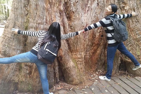 Mt Field National Park Active Day-Trip Including Bonorong And Mt Wellington - Accommodation Search 8