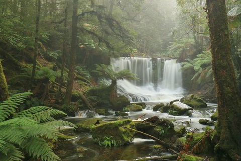 Mt Field National Park Active Day-Trip Including Bonorong And Mt Wellington - Accommodation Search 10
