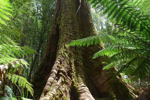Mt Field National Park Active Day-Trip Including Bonorong And Mt Wellington - Accommodation Search 11