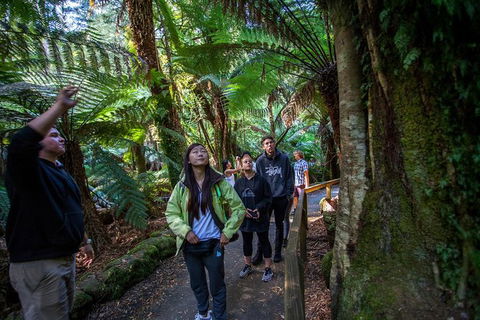 Mt Field National Park Active Day-Trip Including Bonorong And Mt Wellington - Accommodation Search 5