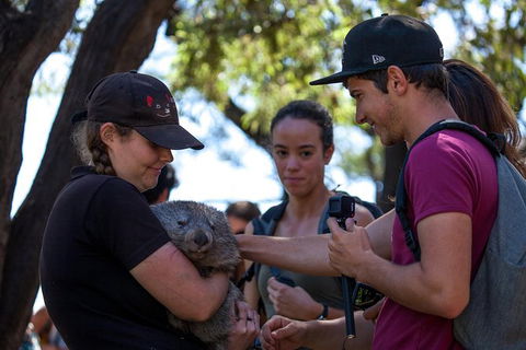 Mt Field National Park Active Day-Trip Including Bonorong And Mt Wellington - Accommodation Search 13