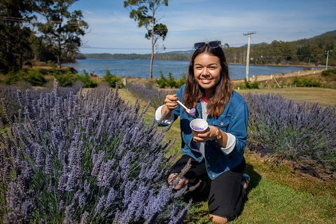 Port Arthur And Lavender Farm Active Day Tour - Accommodation Search 0