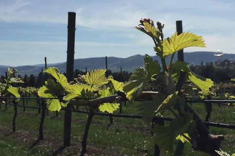 Mona And Wine Experience Tour - Accommodation Search 1