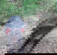South East Food Sightseeing Private Tour with the Tasmanian Devil Unzoo - Accommodation Search