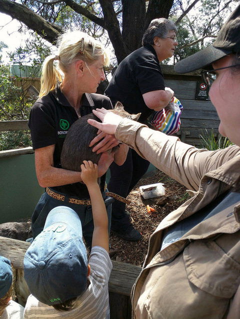 Private Bonorong Wildlife Sanctuary And Richmond 5 Hour Trip From Hobart - Accommodation Search 5