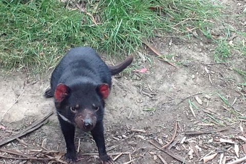 Private Bonorong Wildlife Sanctuary And Richmond 5 Hour Trip From Hobart - Accommodation Search 0