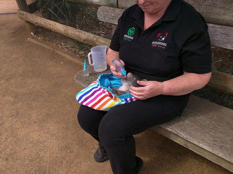 Private Bonorong Wildlife Sanctuary And Richmond 5 Hour Trip From Hobart - Accommodation Search 2