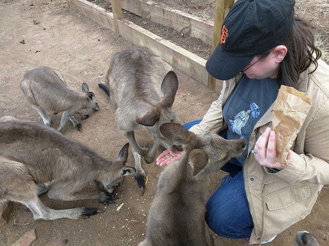 Private Bonorong Wildlife Sanctuary And Richmond 5 Hour Trip From Hobart - Accommodation Search 3