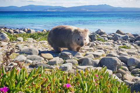 3-Day: Hobart Nature Walking Tour: Maria Island, Cape Raoul & Mount Field - Accommodation Search 7