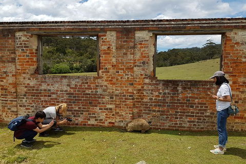 3-Day: Hobart Nature Walking Tour: Maria Island, Cape Raoul & Mount Field - Accommodation Search 8