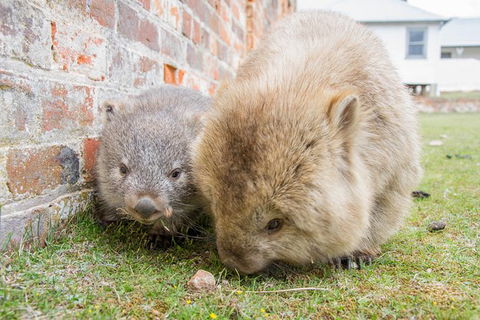 3-Day: Hobart Nature Walking Tour: Maria Island, Cape Raoul & Mount Field - Accommodation Search 4