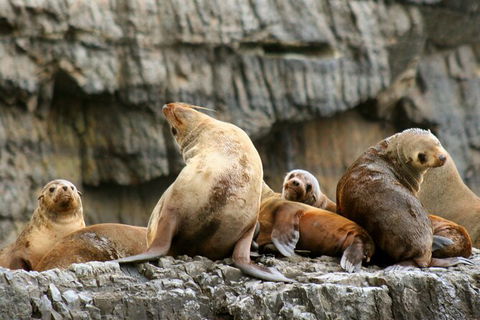 Day Trip To Tasman Peninsula And Port Arthur Historic Site From Hobart - Accommodation Search 14