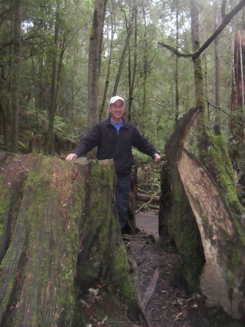 Mt Field National Park And Russell Falls From Hobart - Accommodation Search 8