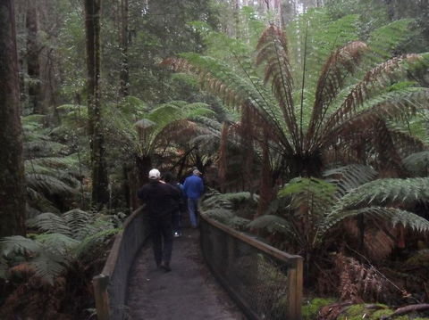 Mt Field National Park And Russell Falls From Hobart - Accommodation Search 5