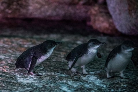 4-Day Tasmania East Coast Adventure From Launceston To Hobart Including Bay Of Fires, Wineglass Bay, Bruny Island And Port Arthu - Accommodation Search 3