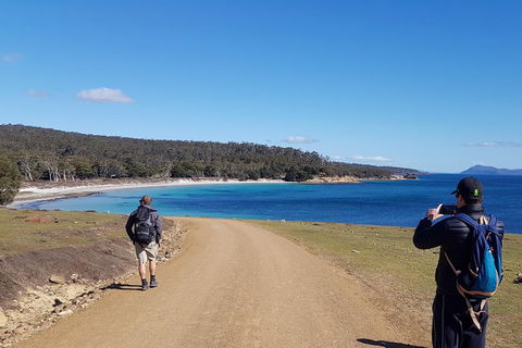Maria Island National Park - Day Walk And Picnic Lunch - Accommodation Search 14