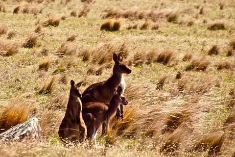 Maria Island National Park - Day Walk And Picnic Lunch - Accommodation Search 9