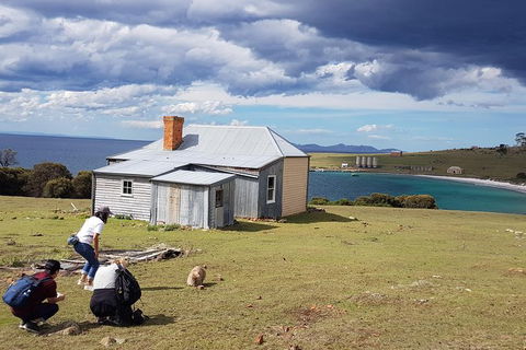 Maria Island National Park - Day Walk And Picnic Lunch - Accommodation Search 16