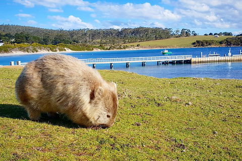 Maria Island National Park - Day Walk And Picnic Lunch - Accommodation Search 21