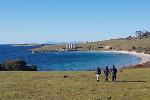 Maria Island National Park - Day Walk And Picnic Lunch - Accommodation Search 12