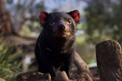 Mt. Field National Park And Bonorong Wildlife Park - Accommodation Search 0