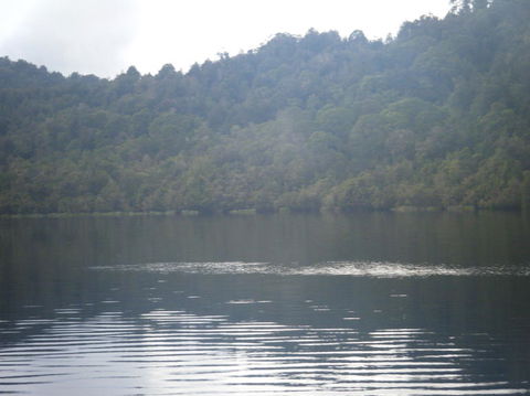 Gordon River Cruise Departing From Strahan - Accommodation Search 23