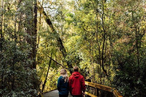 Gordon River Cruise Departing From Strahan - Accommodation Search 31