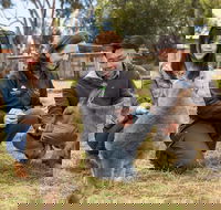 Bonorong Wildlife Park and Richmond Afternoon Tour from Hobart - Accommodation Search