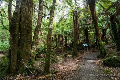 Mt Field And Styx Valley Photography Tour - Accommodation Search 6
