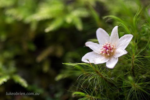 Mt Field And Styx Valley Photography Tour - Accommodation Search 5