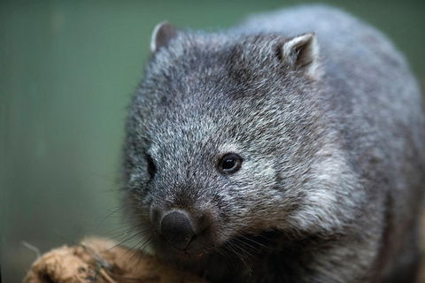 Small-group Tour From Hobart: Derwent River Valley And Coal River Valley - Accommodation Search 3