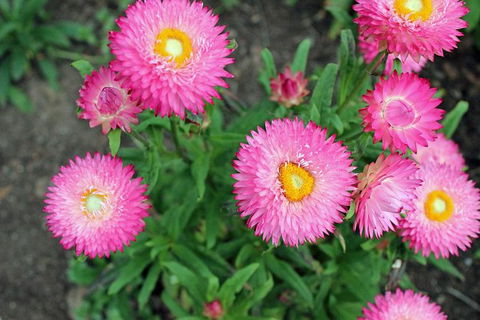 Small-group Tour From Hobart: Native Flora And Fauna, Incl. Royal Bot. Gardens - Accommodation Search 3