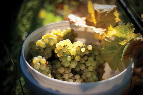 Private Richmond Food And Wine Day Trip From Hobart - Accommodation Search 1