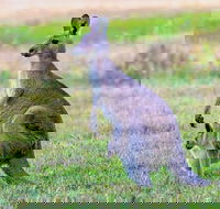 Bonorong Wildlife Park Richmond Village Hobart Highlights - Accommodation Search